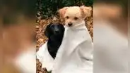 Perrito demuestra su amistad al cubrir y abrazar a su ‘mejor amigo’
