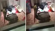 Surquillo: pelícano aparece en vivienda y denuncian que Senasa no llega a retirarlo