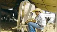 Día Mundial de la Leche: más de 30.000 ganaderos lecheros a punto de quebrar