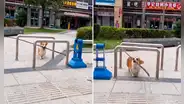 La gran habilidad de un perro para resolver un problema con una enorme vara sorprende en redes