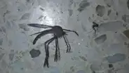 Gigantesco ‘mosquito’ deja aterrados a miles de usuarios con su espeluznante aspecto [FOTOS]