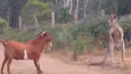 YouTube viral: cabra intenta atacar a canguro 'boxeador' y se lleva una terrible lección' [VIDEO]  