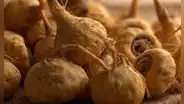 Maca: beneficios, propiedades y contraindicaciones