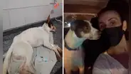 Perro callejero que estuvo en coma por alimentarse de basura fue adoptado [VIDEO]