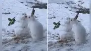 Mujer capta a conejo comiendo la nariz de zanahoria de su muñeco de nieve