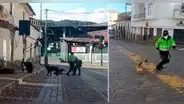 Policías alimentan y juegan con perros callejeros afectados por la cuarentena [VIDEO]