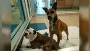 Perro ‘llora’ al ser alejado de su amigo después que los dejaron en un refugio