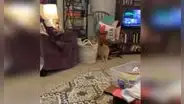 Gato espera que su ‘amigo’ pase por su lado para ‘asustarlo’ y escena divierte a usuarios [VIDEO]