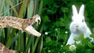 Viral: Serpiente devora conejo y queda atrapada en insólito lugar