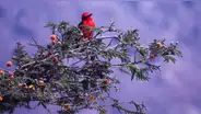 Conociendo nuestras aves