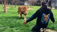 Facebook viral: conmovedor momento en que león se reencuentra con su cuidador y depredador se vuelve mansito