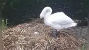 Inglaterra: cisne murió de tristeza porque destrozaron sus huevos y su pareja la abandonó