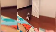 Gata entra al cuarto de su dueña para 'presentarle’ a su bebé recién nacido [VIDEO]