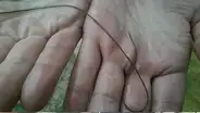 Ubica misteriosa criatura en su granja sin imaginar su verdadera identidad [VIDEO]