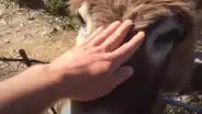 Joven tiene emotivo reencuentro con su burra que cuidó desde que era bebé antes de la cuarentena [VIDEO]