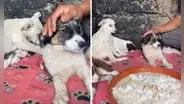 Perritos son rescatados de la calle y lucen temerosos al llegar a refugio