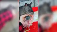 Rata gigante toma del dedo a su dueña para enseñarle a su cría recién nacida [VIDEO]