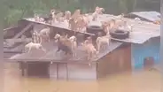 Perros quedan atrapados en el techo de un refugio tras una inundación