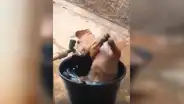 Perro aprovecha que sus dueños no están en casa y hace la travesura más grande del mundo [VIDEO] 