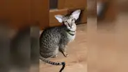 Extraño gato de orejas grandes tiene el maullido más curioso del mundo [VIDEO]