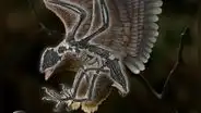 Hallan en China un extraño fósil con cuerpo de ave y cabeza idéntica a la del T. Rex