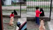 Facebook: Este niño héroe decidió compartir la comida de su mascota con un perrito de la calle