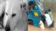 Facebook: Perro se vuelve viral al ser captado ayudando a empujar camión [VIDEO]
