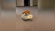 Perrito le hace ‘favor’ a su dueña y protagoniza tierna escena a su lado