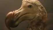 La extinción del pájaro dodo: descubre AQUÍ la triste historia de la desaparición de esta ave