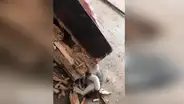 Facebook viral: travieso gato mete su cabeza en árbol, sin imaginar que su dueño lo liberaría con un hacha [VIDEO] 