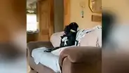 Deja a sus perros ‘cuidando’ su casa y al regresar los encuentra en una inesperada escena [VIDEO] 