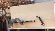 Ingeniero construye pista de obstáculos para que ardillas no roben la comida de sus aves [VIDEO]