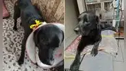 Piden ayuda para Negrito, un perro con problemas de piel que fue rescatado de una calle en Los Olivos