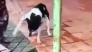 ¡Indignante! Mujer le corta una pata a su mascota por “portarse mal”