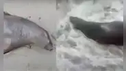 Barranco: auxilian a lobo marino varado en la playa Punta Roquitas