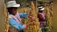 El cacao, quinua, maca, banano y kion tienen gran potencial a nivel mundial 