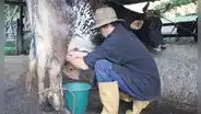 Ganaderos perdieron 1,2 millones de litros de leche al día por protesta