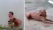 Facebook: perro intenta salvar a su dueño que se estaba ahogando y el método genera burlas [VIDEO]