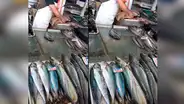 Gato bebé aprovecha de la distracción de un vendedor y le roba un pescado [VIDEO]