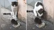 Gato intenta ahuyentar a rata que se comía su comida, pero esta se defiende