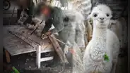 UNIQLO, gigante mundial de modas, dejará de vender prendas de alpaca tras denuncia de maltrato animal en Perú