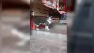 ‘Mayo’ o ‘Pancho’, el gato que vivió con dos familias durante siete años sin que nadie lo sospeche [FOTOS]