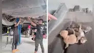Escuchan extraños ruidos dentro de un auto, lo desarman y encuentran a unos gatitos bebés [VIDEO] 