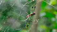 Hombre va a su garaje y queda aterrado al toparse con una gigantesca araña que devora pájaros [FOTOS]