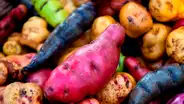 Papas nativas, la nueva esperanza para los productores peruanos