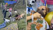 Llevan a perros callejeros a su albergue y les organizan una divertida fiesta de bienvenida [VIDEO]