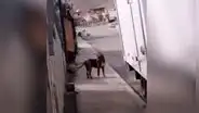 Familia tiene emotivo reencuentro con su perro que se perdió durante 3 años [VIDEO]