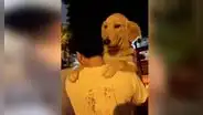 Perro le ‘pide’ a su dueño que lo lleve en brazos durante su paseo