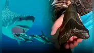 Niña de 9 años encuentra diente de megalodón, el tiburón más grande de la historia