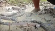 Coloca gran cantidad de Coca Cola y Mentos en misterioso hoyo y en segundos emergen peces [VIDEO]